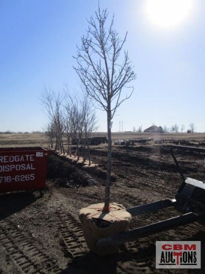 Red Maple Tree 2 1/2" cal.