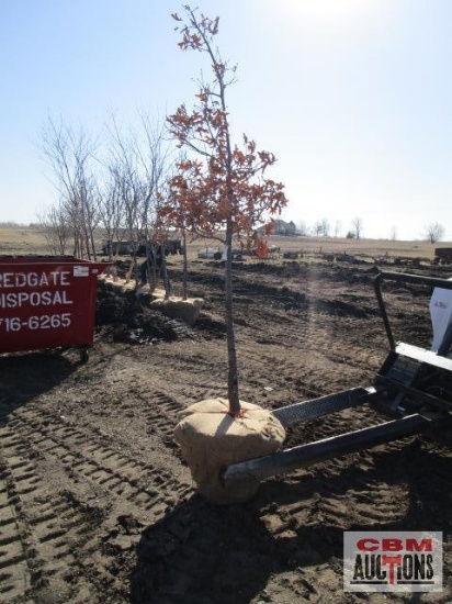 Red Oak Tree 2" cal.
