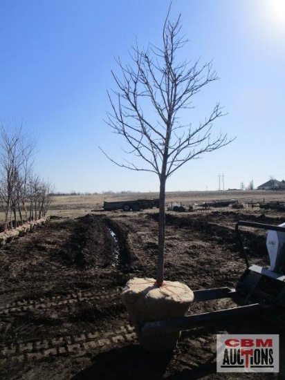 Red Maple Tree 3" cal.