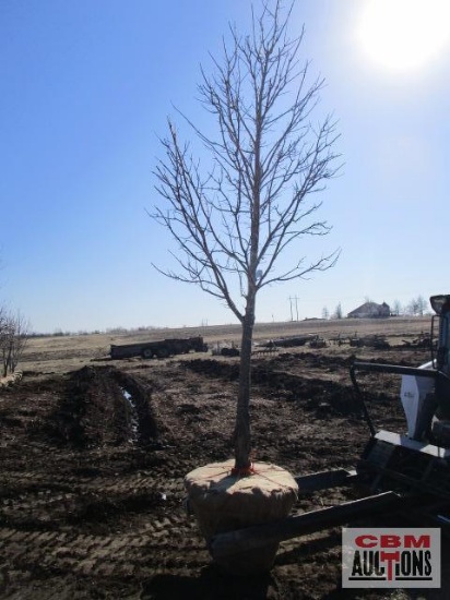 Red Maple Tree 3" cal.