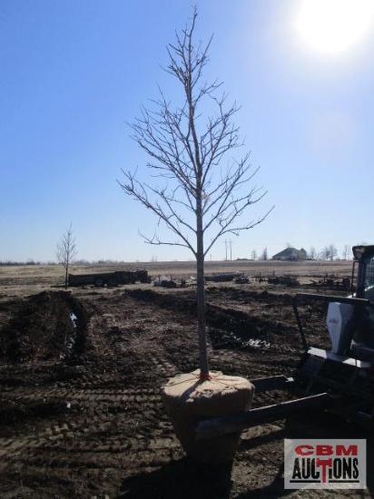 Red Maple Tree 3" cal.