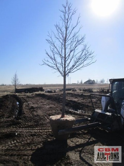Red Maple Tree 3" cal.