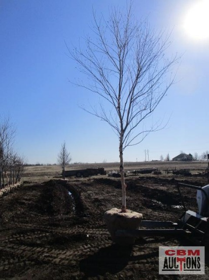 River Birch Tree 3" cal.