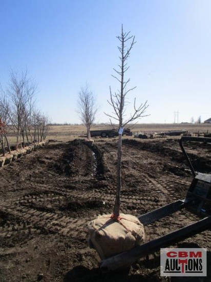 Columnar Sugar Maple Tree 2" cal.