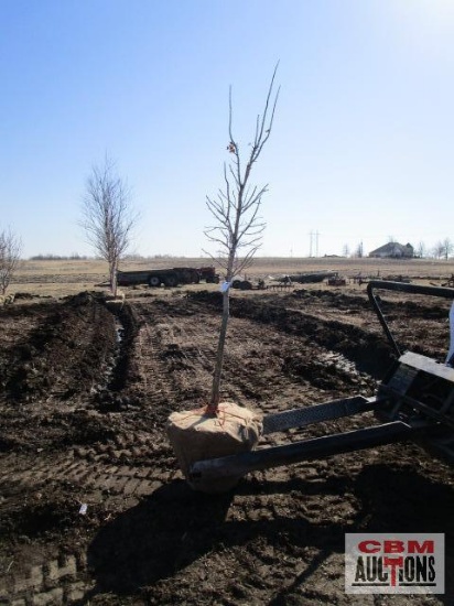 Columnar Sugar Maple Tree 2" cal.