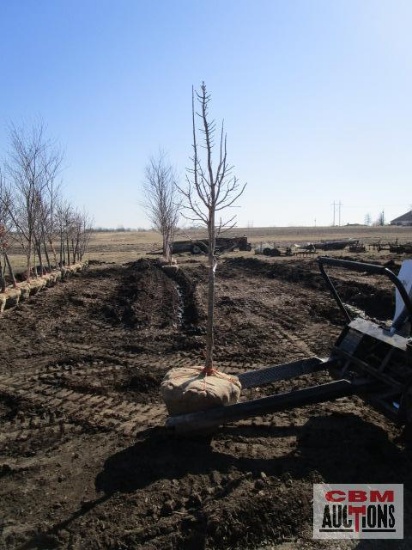 Columnar Sugar Maple Tree 2" cal.