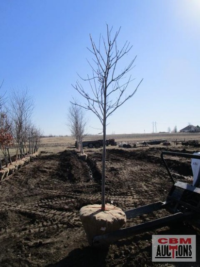 Autumn Blaze Maple Tree 2" cal.