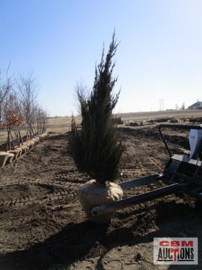 Spartan Juniper Tree 7'-8'