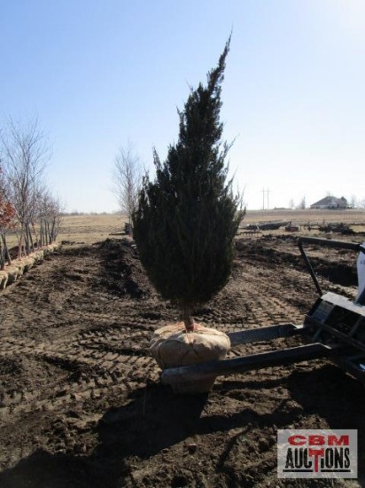 Spartan Juniper Tree 7'-8'