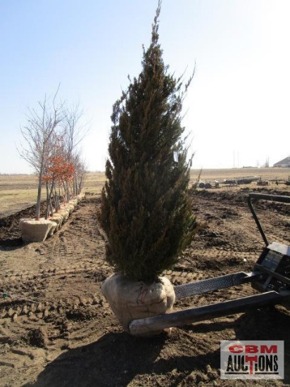 Spartan Juniper Tree 7'-8'