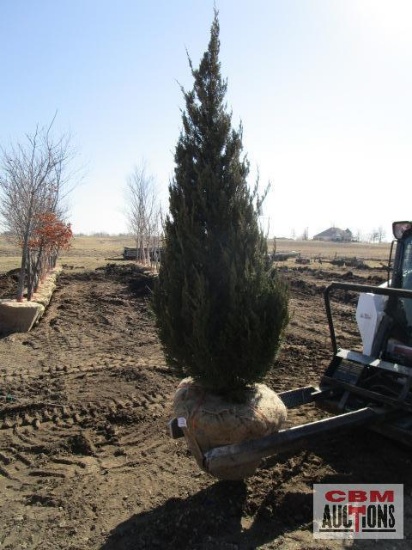 Spartan Juniper Tree 7'-8'