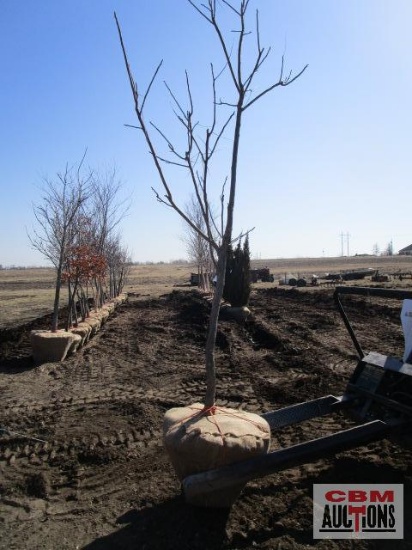 Kentucky Coffee Tree 2 1/2" cal.