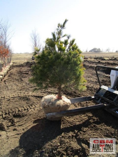 White Pine Tree 5'