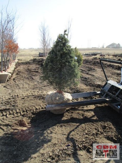 Colorado Spruce Tree 4'-5'