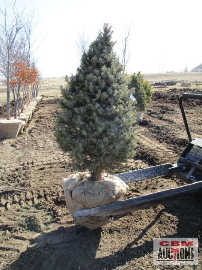 Colorado Spruce Tree 4'-5'