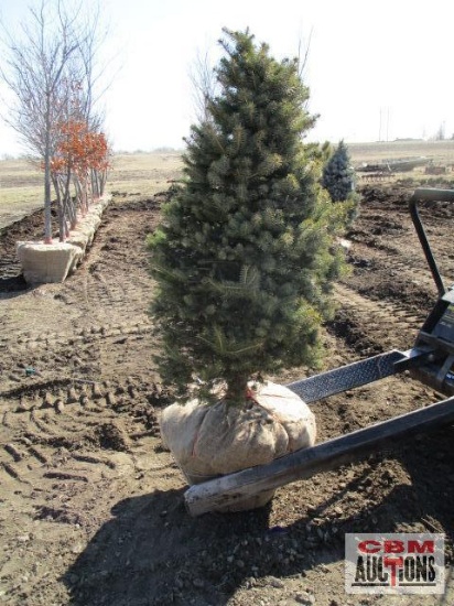Colorado Spruce Tree 4'-5'