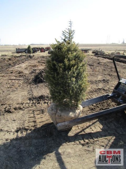 Norway Spruce Tree 4'-5'