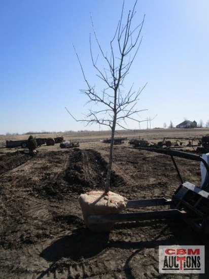 Red Oak Tree 2 1/2"...