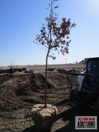 Red Oak Tree 2 1/2"