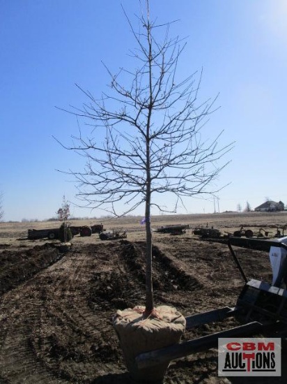 Pin Oak Tree 3" cal.