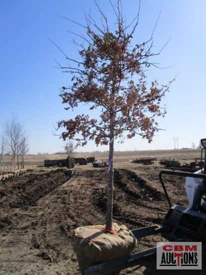 Pin Oak Tree 3" cal.