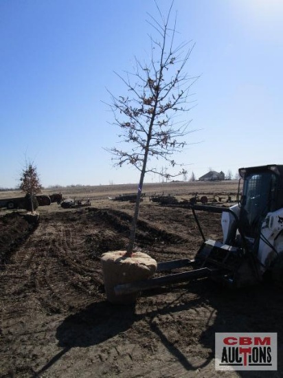 Pin Oak Tree 3" cal.