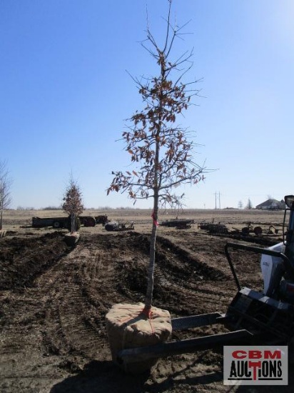 Pin Oak Tree 2 1/2" cal.