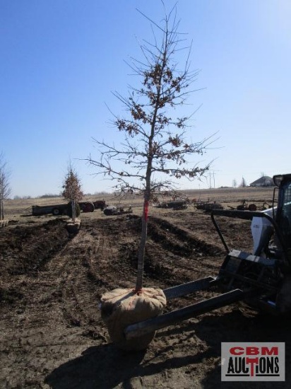 Pin Oak Tree 2 1/2" cal.