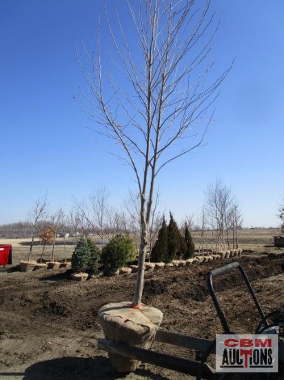 Plane Tree 3 1/2" cal.