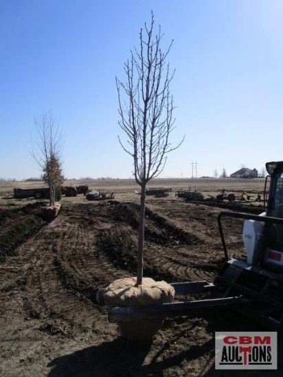 Cleveland Select Pear Tree 2" cal.