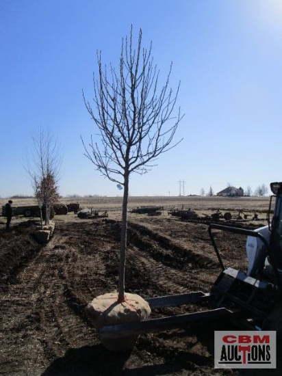 Cleveland Select Pear Tree 2" cal.