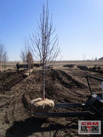 Cleveland Select Pear Tree 2" cal.
