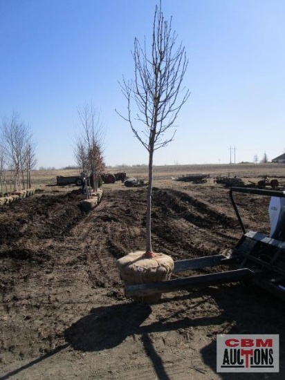Cleveland Select Pear Tree 2" cal.