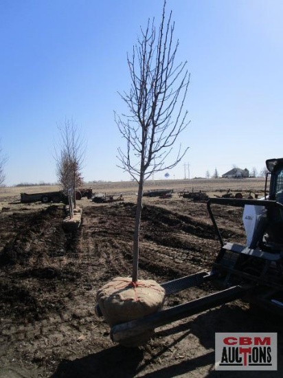 Cleveland Select Pear Tree 2" cal.