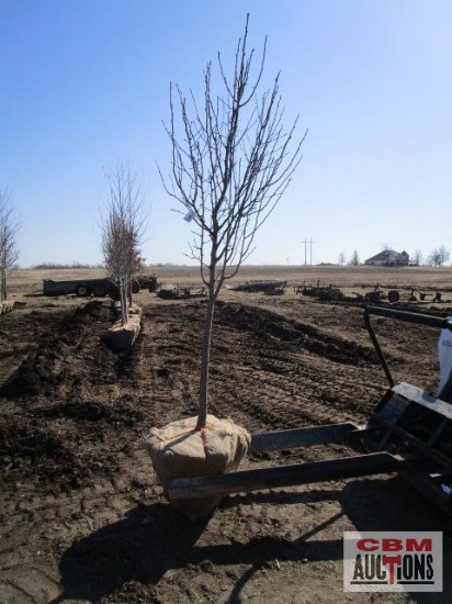 Cleveland Select Pear Tree 2" cal.