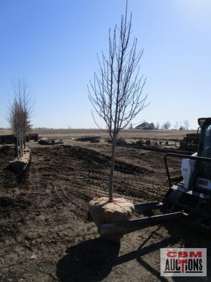 Cleveland Select Pear Tree 2" cal.