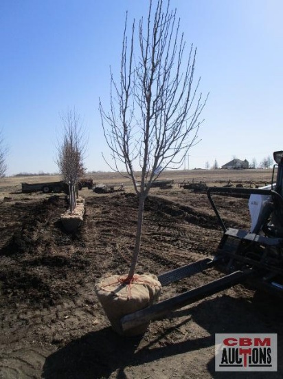 Cleveland Select Pear Tree 2" cal.