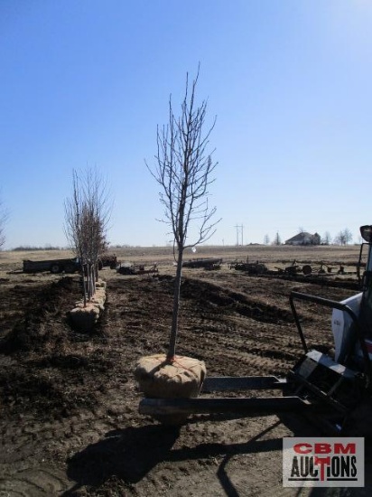 Cleveland Select Pear Tree 2" cal.