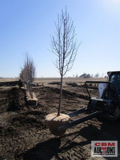 Cleveland Select Pear Tree 2" cal.