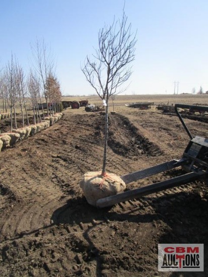 Purple Plum Tree 2" cal.