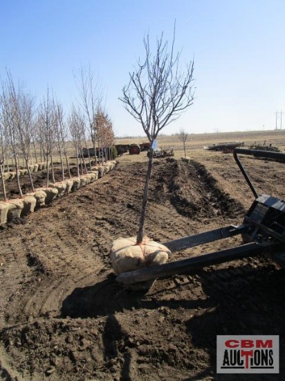Purple Plum Tree 2"