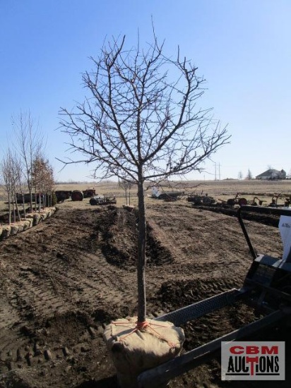 White Flowering Crabapple Tree 2 1/2" cal.