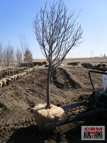 White Flowering Crabapple Tree 2 1/2" cal.