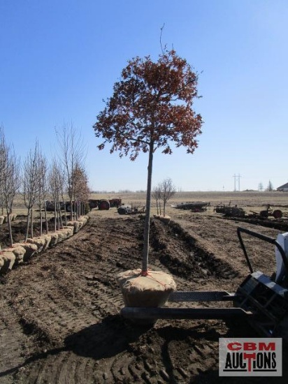 Scarlet Red Oak Tree 2 1/2" cal.
