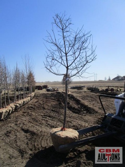 Royal Raindrops Purple Crabapple Tree 2" cal.