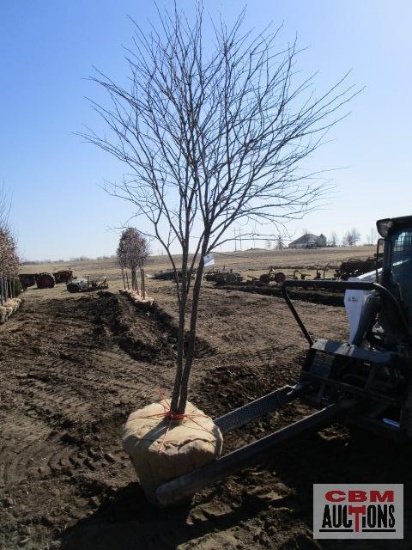 Redbud Tree Multi-Stem 7'