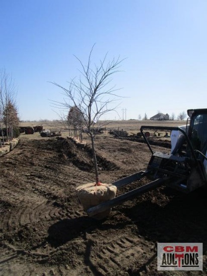 Redbud Tree Multi-Stem 7'