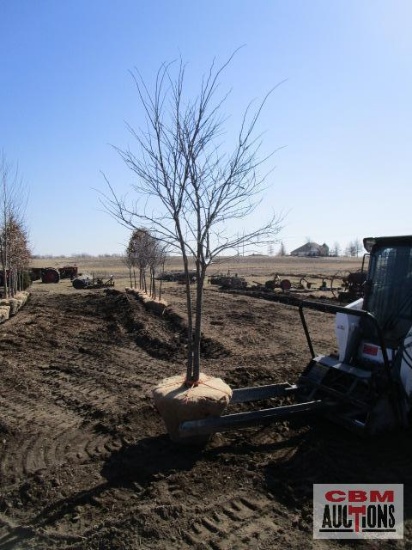 Redbud Tree Multi-Stem 7'