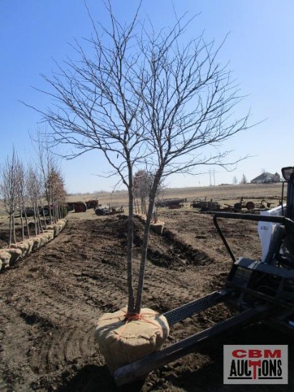 Redbud Tree Multi-Stem 7'