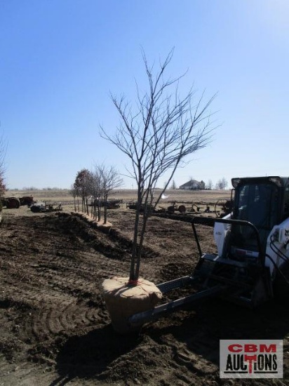 Redbud Tree Multi-Stem 7'